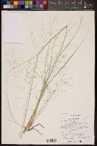 Sporobolus wrightii image