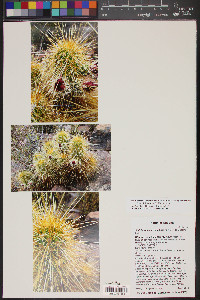 Echinocereus engelmannii image