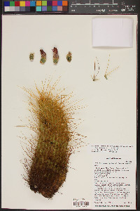 Echinocereus bonkerae image