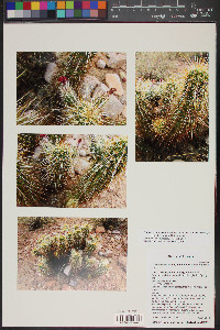 Echinocereus engelmannii image