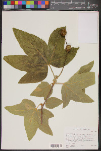 Platanus racemosa image