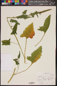 Chenopodium californicum image