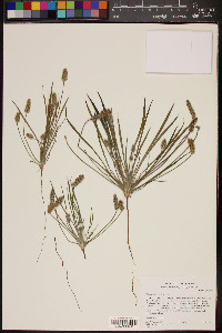 Plantago erecta image