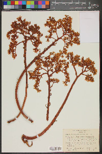 Dudleya virens image