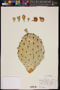 Opuntia oricola image