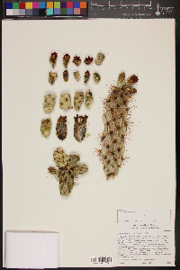 Cylindropuntia prolifera image