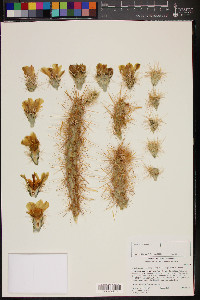 Cylindropuntia echinocarpa image