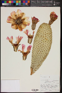 Opuntia basilaris image