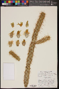 Cylindropuntia californica image