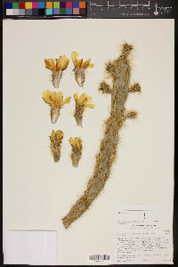 Cylindropuntia californica var. parkeri image