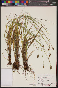 Carex athrostachya image