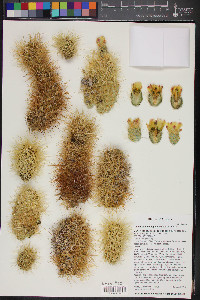 Cylindropuntia bigelovii image