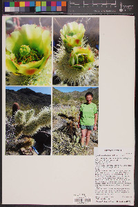 Cylindropuntia bigelovii image