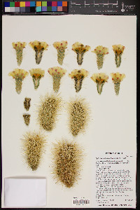 Cylindropuntia bigelovii image