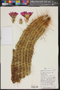 Echinocereus engelmannii image