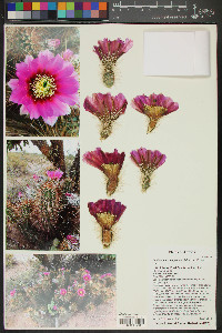 Echinocereus engelmannii image