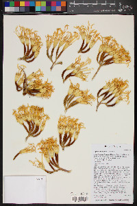 Agave chrysantha image