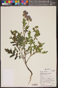 Phacelia crenulata var. ambigua image