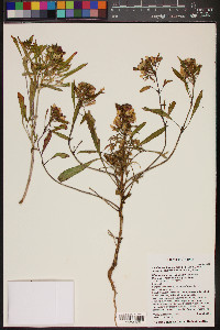 Eremothera boothii var. decorticans image