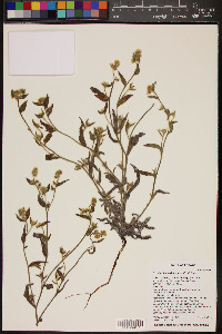 Cryptantha barbigera image