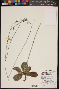 Atrichoseris platyphylla image