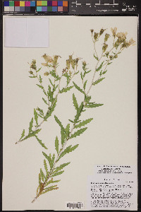 Mentzelia longiloba var. yavapaiensis image