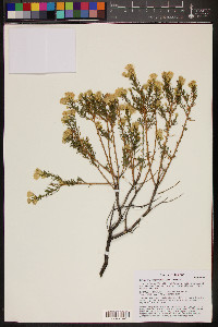 Ericameria laricifolia image