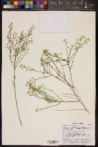 Baccharis brachyphylla image