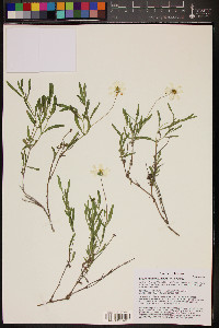 Melampodium leucanthum image