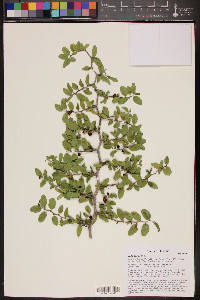 Celtis pallida image