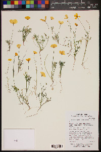 Eschscholzia californica image