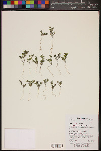 Acmispon maritimus var. brevivexillus image