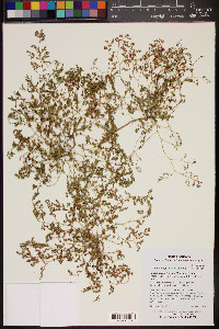 Euphorbia polycarpa image