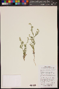 Cryptantha muricata image