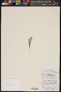 Johnstonella angustifolia image