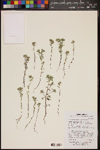 Cryptantha maritima image