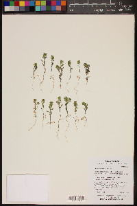 Lepidium lasiocarpum image