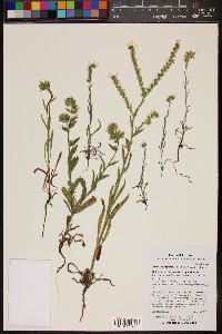 Amsinckia menziesii image