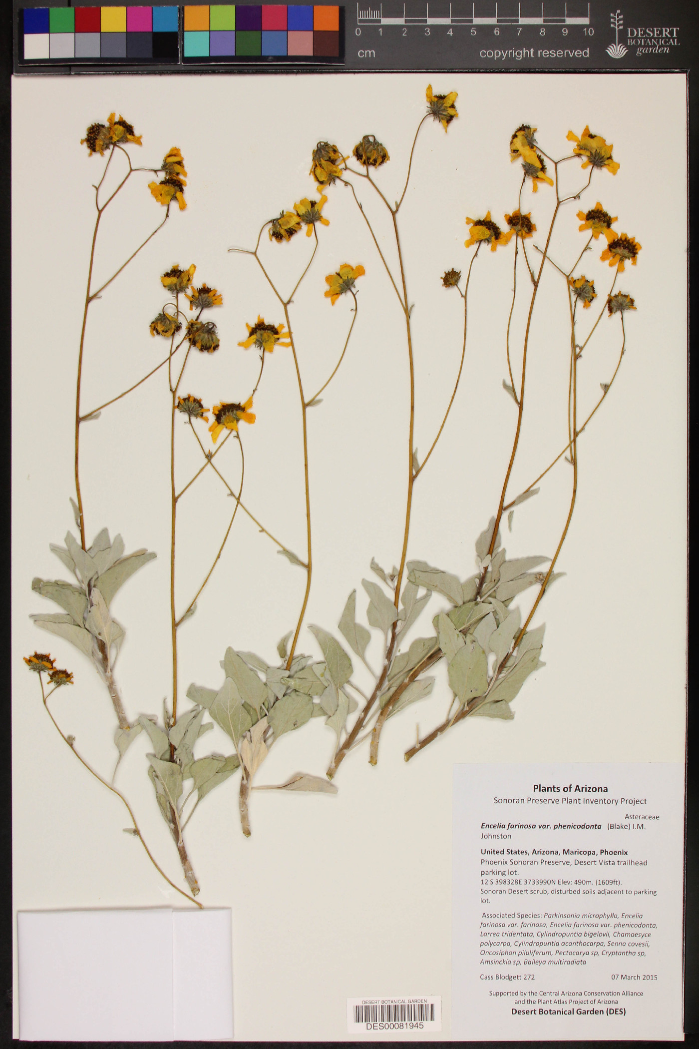 Encelia farinosa var. phenicodonta image