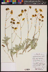 Encelia farinosa image