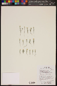 Eriophyllum lanosum image