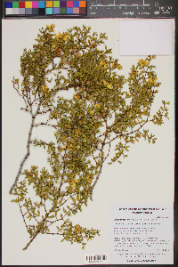 Larrea tridentata image