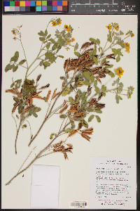 Senna covesii image