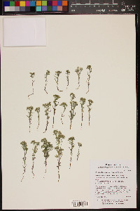 Cryptantha maritima image