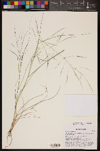 Aristida ternipes image