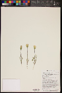 Chaenactis macrantha image