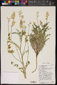 Astragalus lentiginosus var. stramineus image