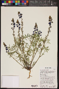 Lupinus sparsiflorus image