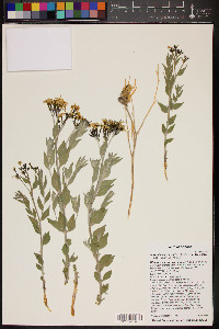 Amsonia tomentosa var. tomentosa image