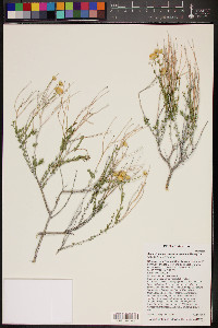 Acamptopappus sphaerocephalus image